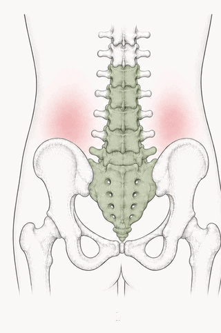 Illustration of the lower back region